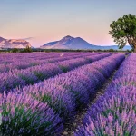 مزارع اسطوخودوس فرانسه