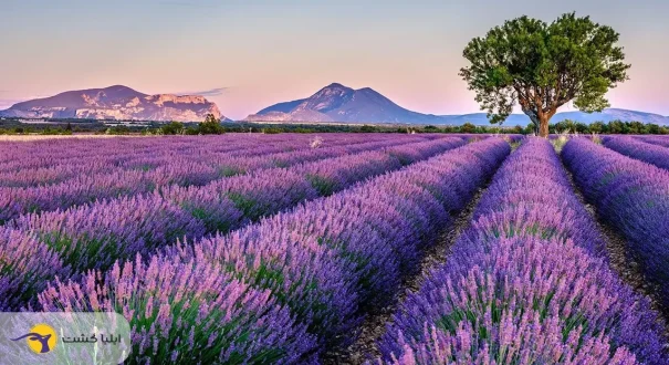 مزارع اسطوخودوس فرانسه مزارع اسطوخودوس فرانسه