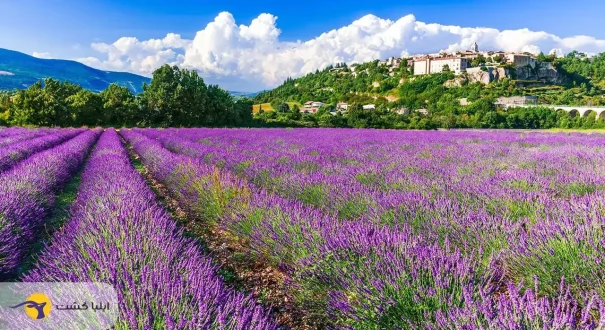 مزارع اسطوخودوس فرانسه مزارع اسطوخودوس فرانسه