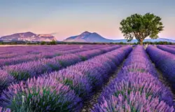 مزارع اسطوخودوس فرانسه
