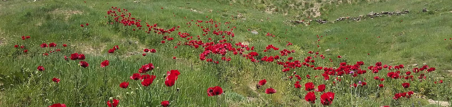 رزرو تور یک روزه دشت شقایق ها تا آبشار شاهاندشت