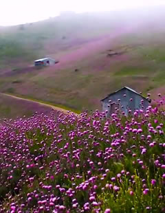 کمپینگ سلانسر