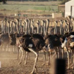 مزرعه شتر مرغهای آفریقایی