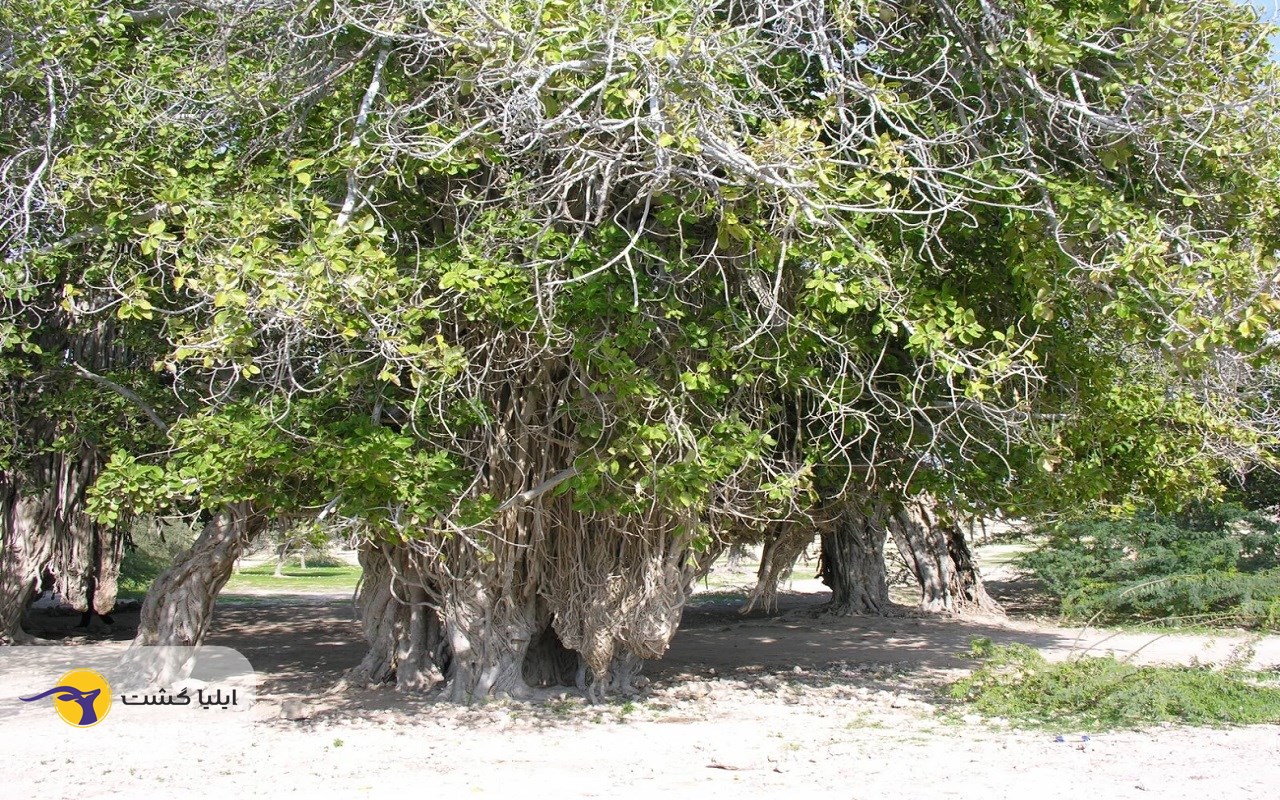 درخت سبز: نماد طبیعت باستانی