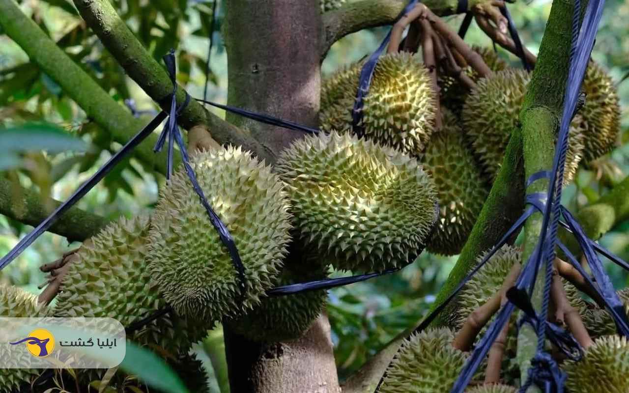 عجیب ترین غذاهای دنیا؛ غذاهایی که هر گردشگری را شگفت زده می کنند 5 عجیب ترین غذاهای دنیا