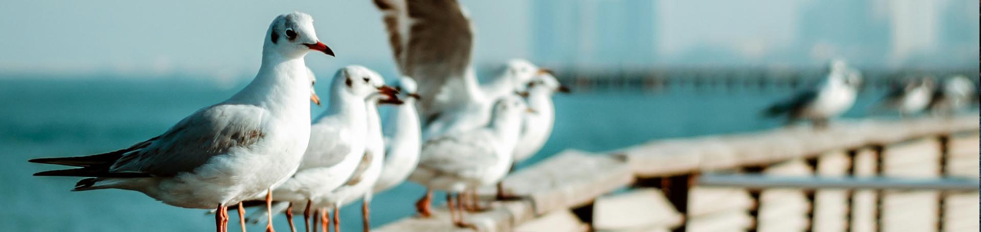 تور کیش از شیراز